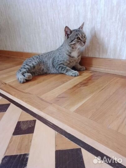 Котик мальчик в добрые руки