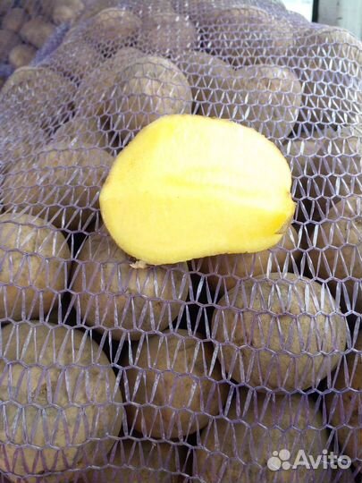 Продам картофель