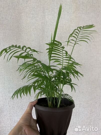 Пальма Хамедорея