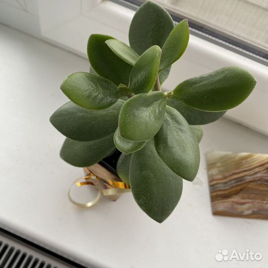 Толстянка красула денежное дерево