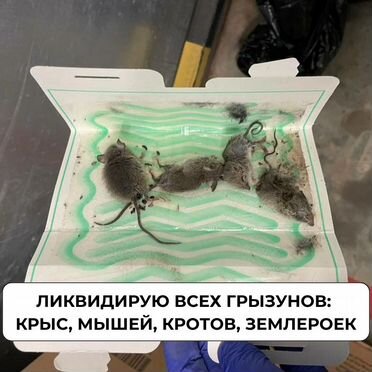 Обработка от клещей, тараканов, клопов Дезинфекция
