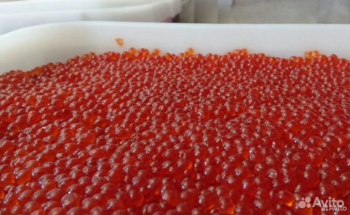 Икра рыб лососевых пород