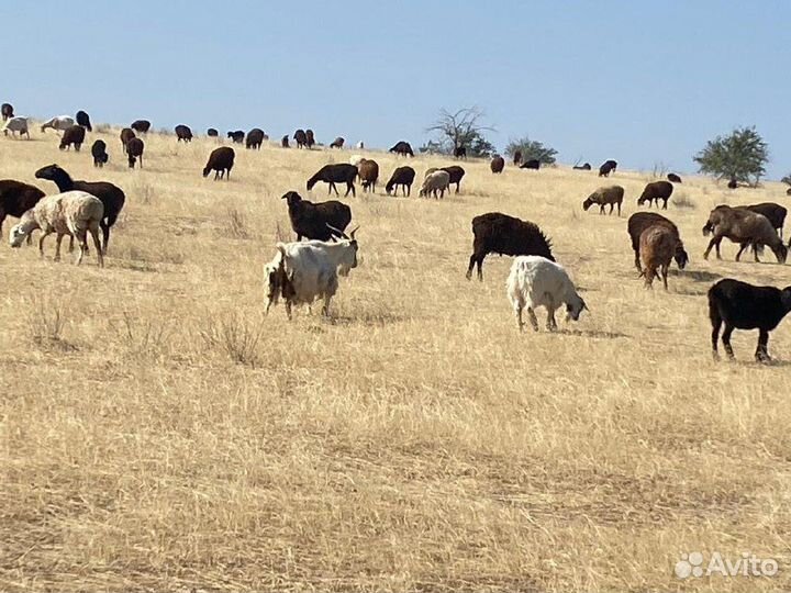 Продается мрс эдильбаевской породы