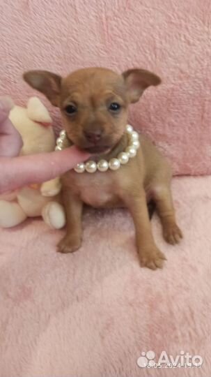 Русский той-терьер