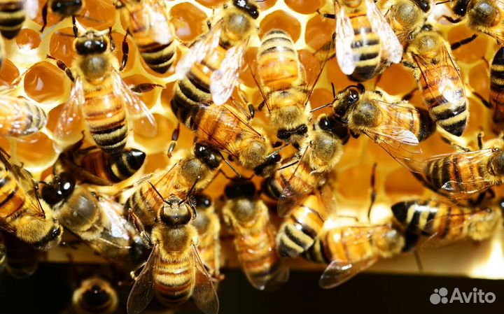 Продам пчелосемьи