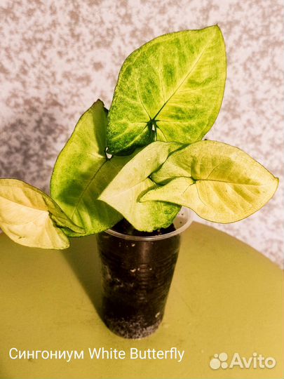 Баттерфляй сингониум