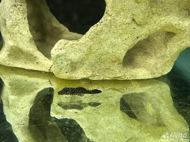 Сомики L181 звездчатые