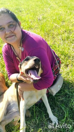 Собака в добрые руки, Дафна