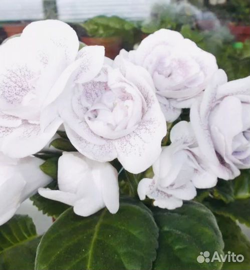 Глоксиния махровая (белая)
