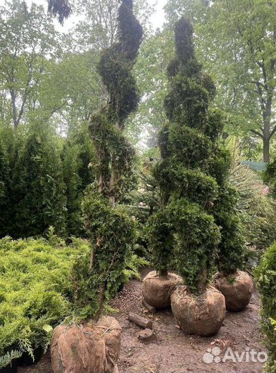 Туя Смарагд из питомника с доставкой