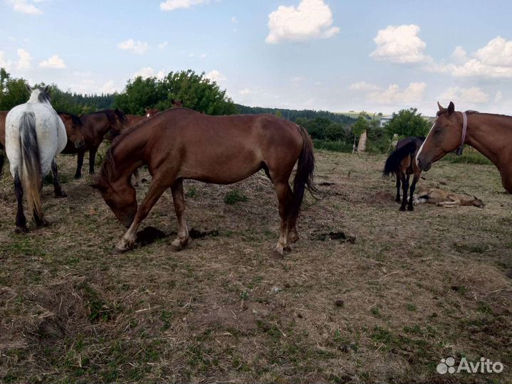Лошади, жеребята