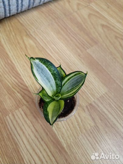 Сансевиерия сортовая 8