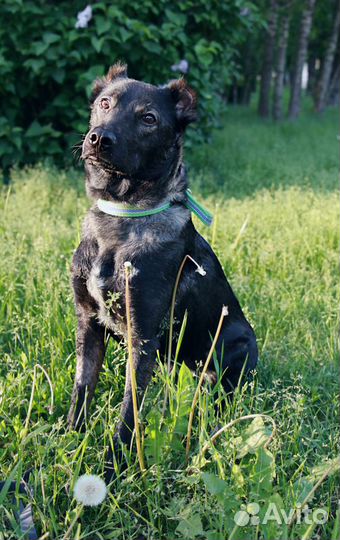 Весёлый малышок Граф в добрые руки