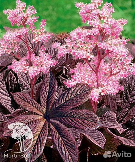 Роджерсия конскокаштанолистная