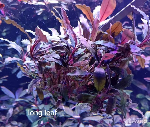 Буцефаландры