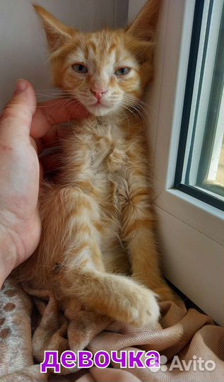 Котята