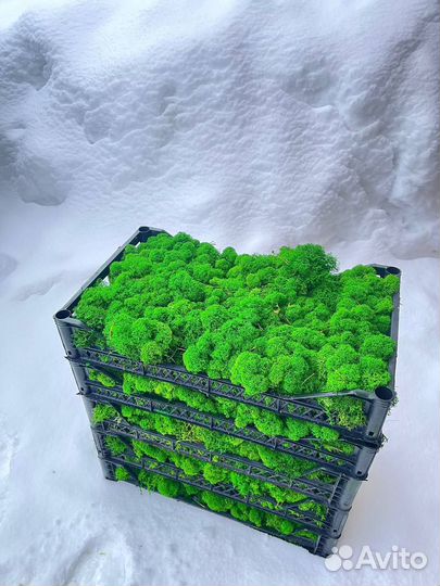 Стабилизированный мох, Тёмно-зелёный