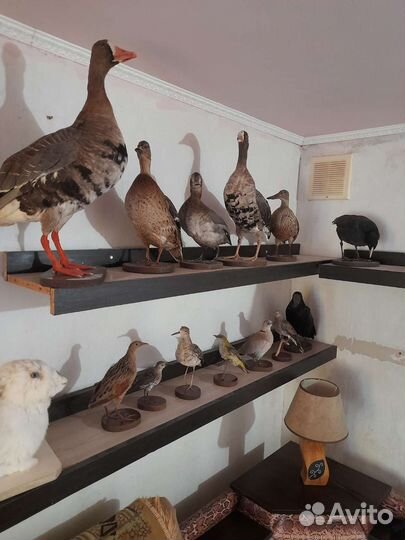 Чучела птиц