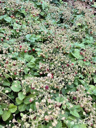 Саженцы земляники садовой