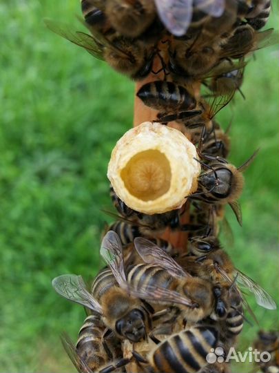 Маточное молочко нативное