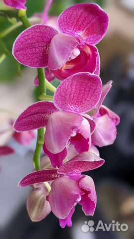 Орхидея пелор
