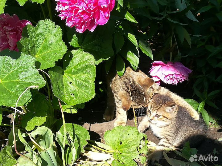 Отдам в добрый руки, котята мальчик и девочка