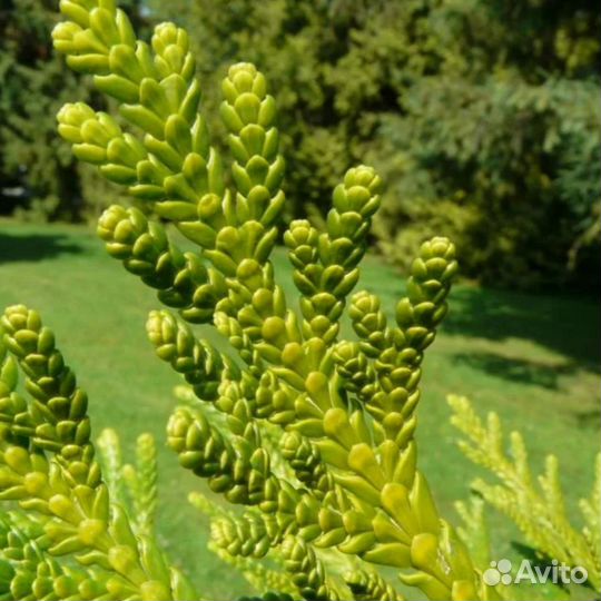 Туевик долотовидный