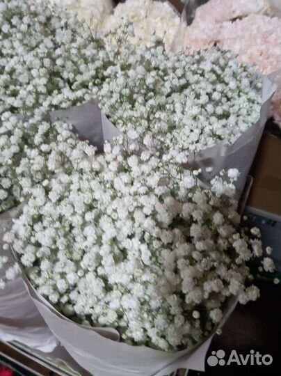 Гипсофила оптом. Пачки