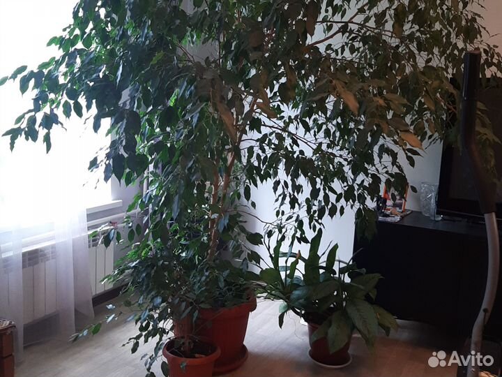 Фикус бенджамина большой