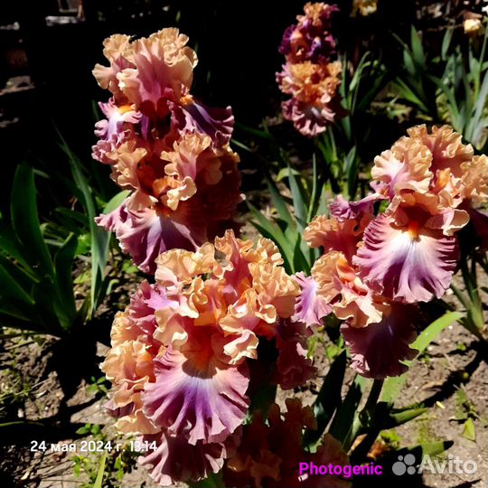 Ирис бородатый