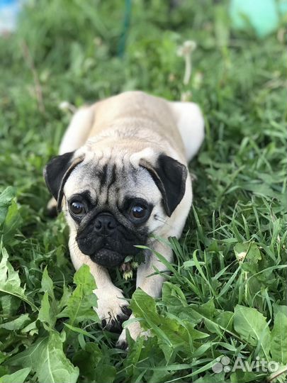 Мопс мальчик вязка