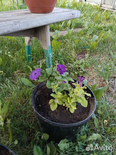 Петуньи в горшках