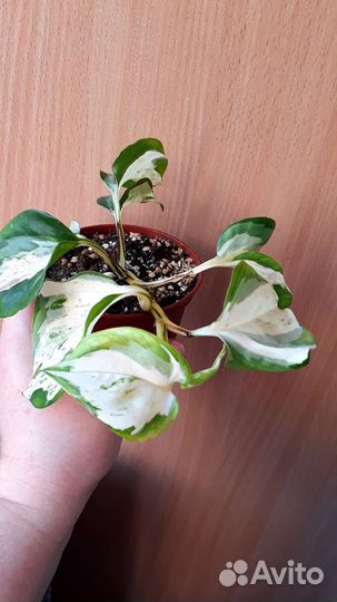 Эпипремнум