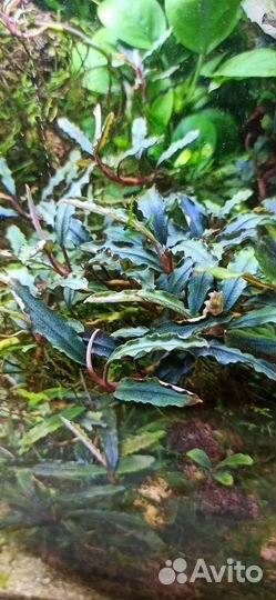 Буцефаландры