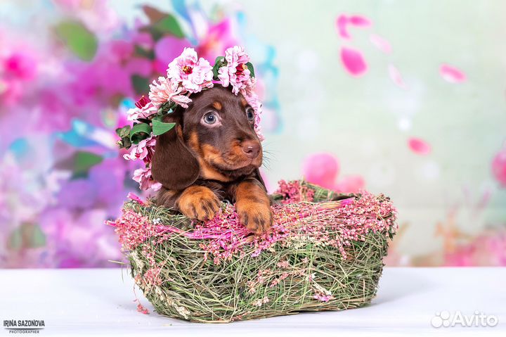 Щенки кроличьей/миниатюрной таксы