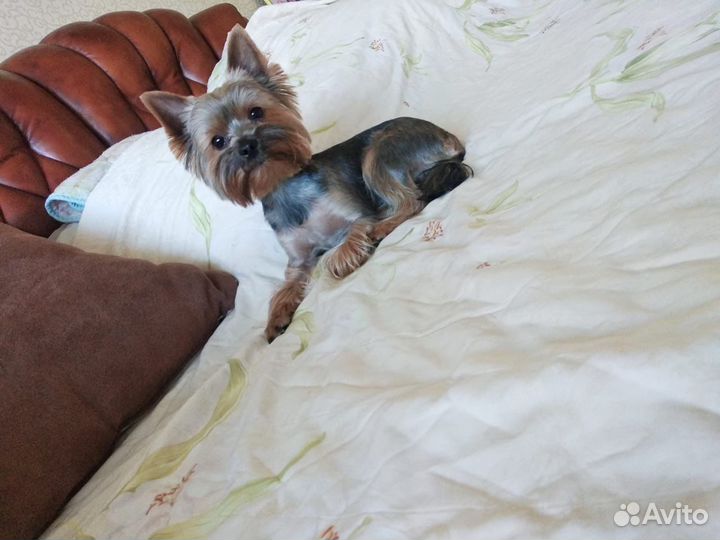 Йоркширский терьер вязка мальчик