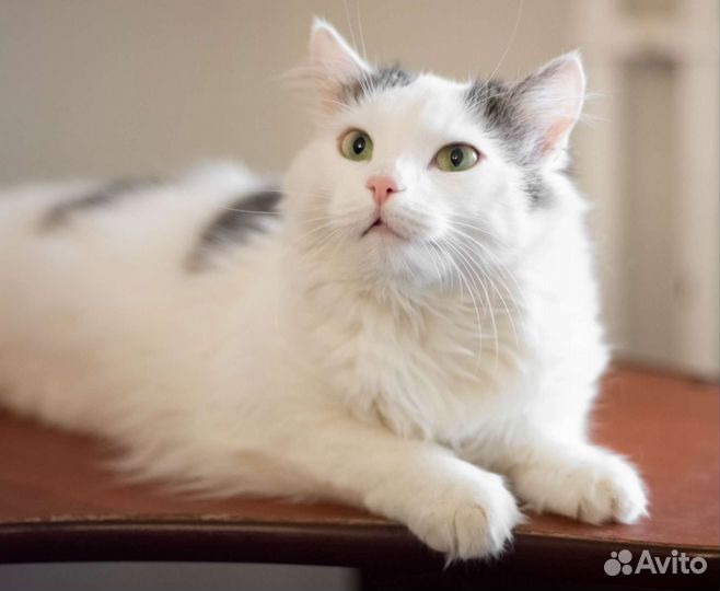 Зеленоглазая кошечка в дар