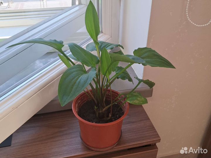 Дримиопсис пятнистый