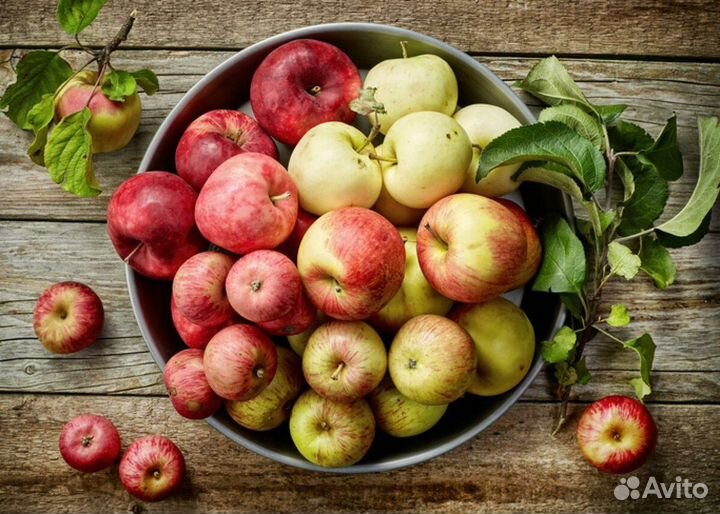 Сборщик яблок вахта Липецк