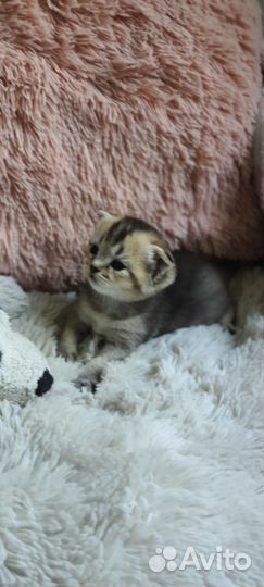 Шотландские котята