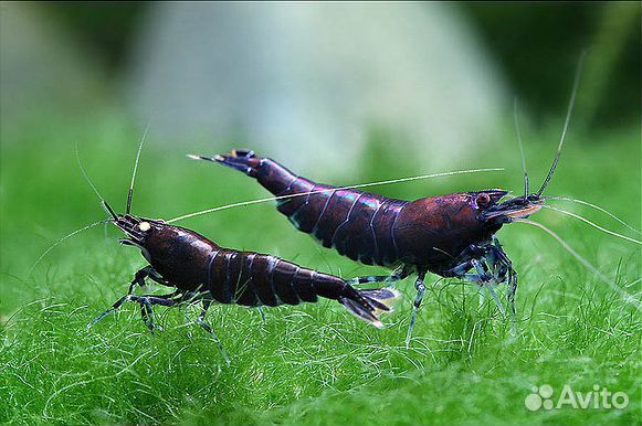 Аквариумные креветки