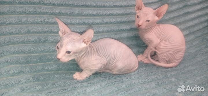 Донской сфинкс котята