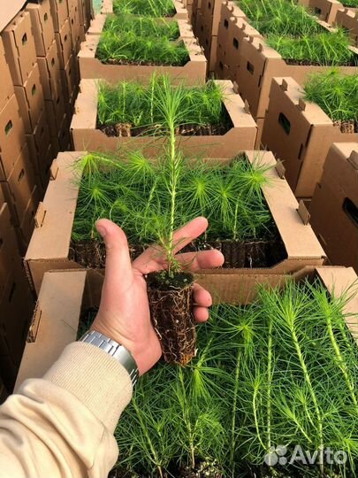 Саженцы ели зкс от производителя