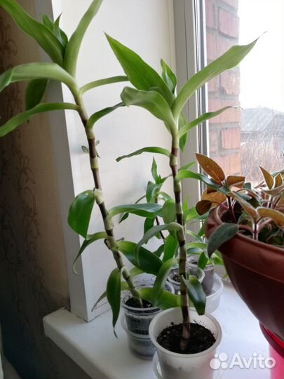 Растение золотой ус