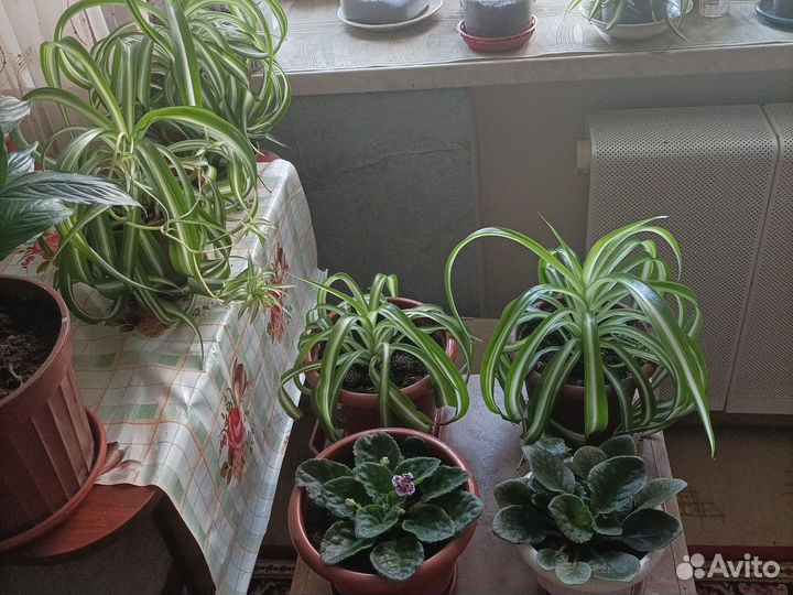 Хлорофитум и фиалка