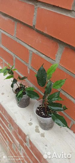 Фикус бенджамина