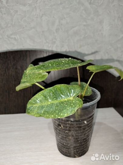 Филодендрон Параисо Верде Вариегата