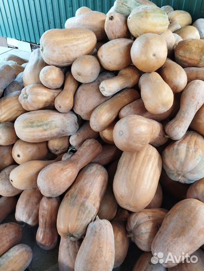 Продаëтся тыква витаминная