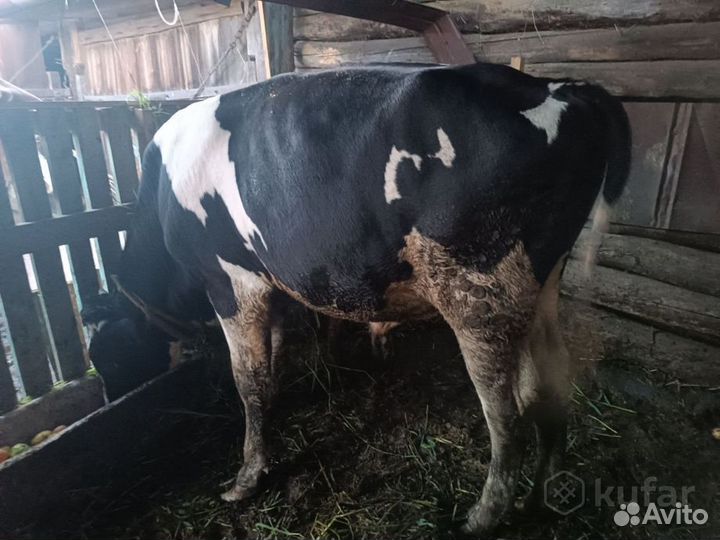 Бык 10мес