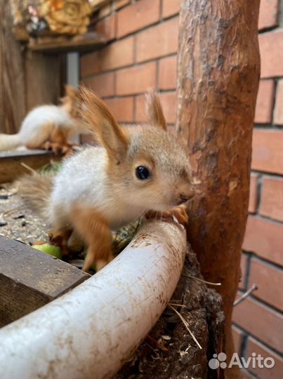 Алтайская белка